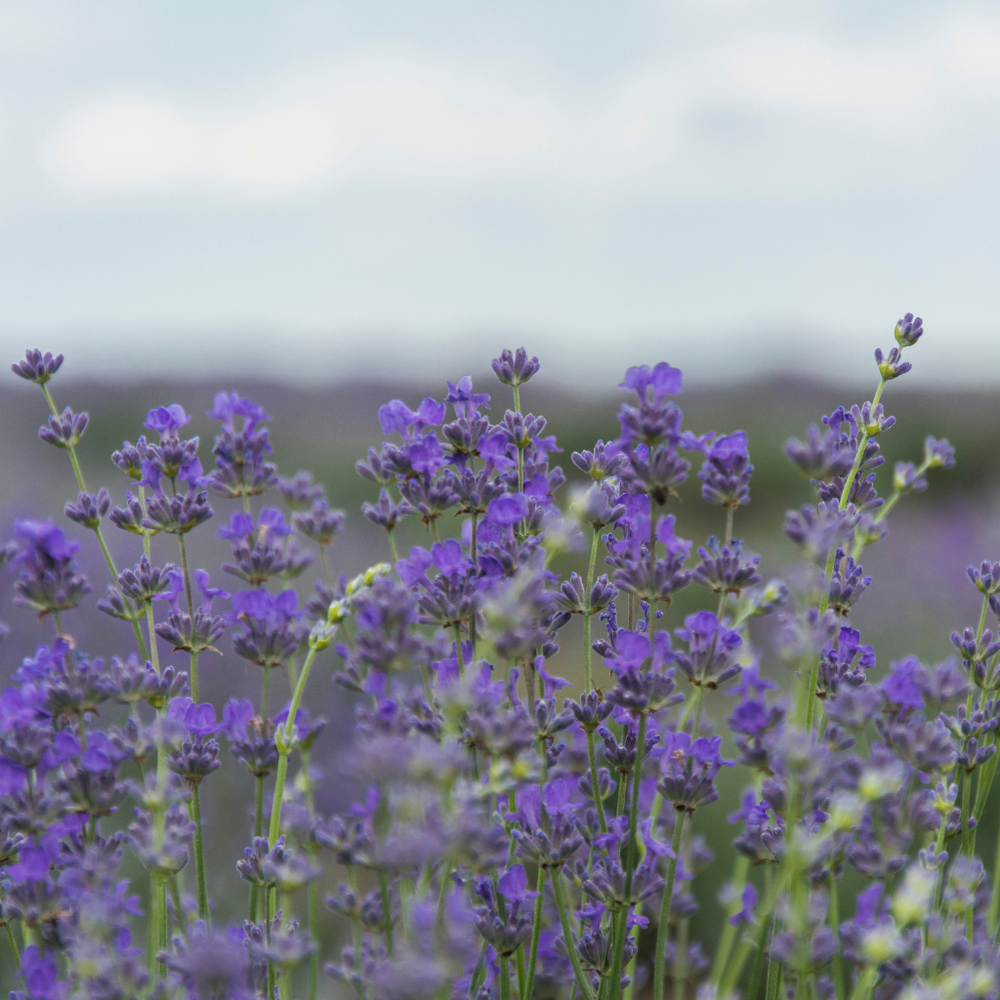 The benefits of diffusing Lavender essential oil